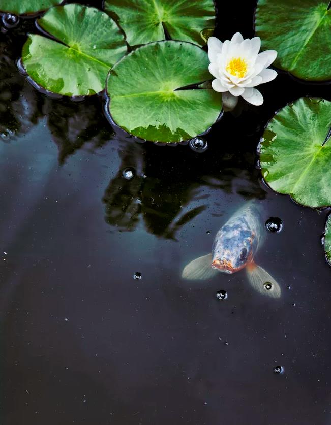 描述观赏鱼的诗句（关于鱼的诗句有哪些）