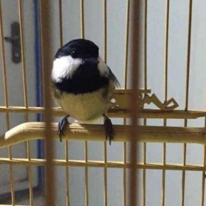 ​贝子鸟一般几天才会叫