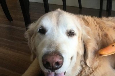 ​大器晚成打一动物