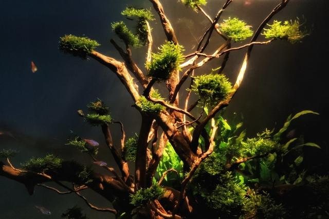 草缸新手养水草(草缸水草入缸种植前)(5)