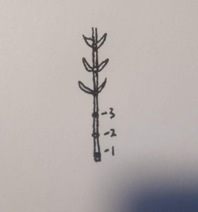 草缸新手养水草(草缸水草入缸种植前)(7)