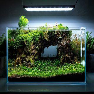 草缸新手养水草(草缸水草入缸种植前)(2)