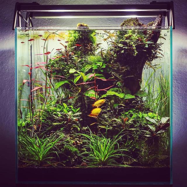 草缸新手养水草(草缸水草入缸种植前)(8)