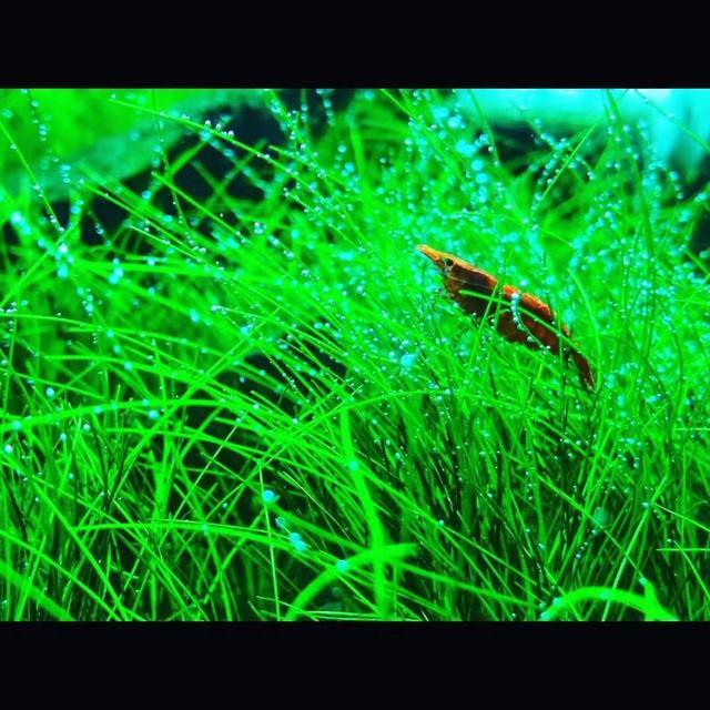 草缸新手养水草(草缸水草入缸种植前)(3)