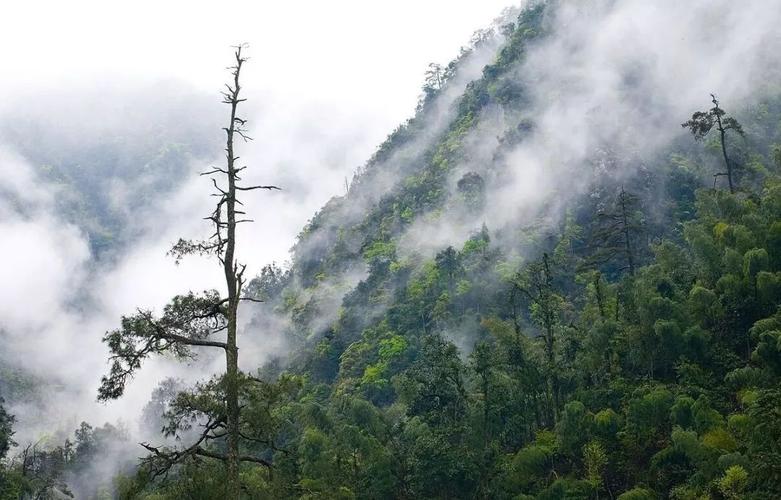 二、中国森林氧吧