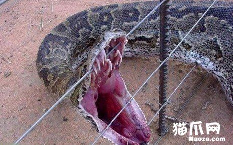 世界奇闻怪事图片