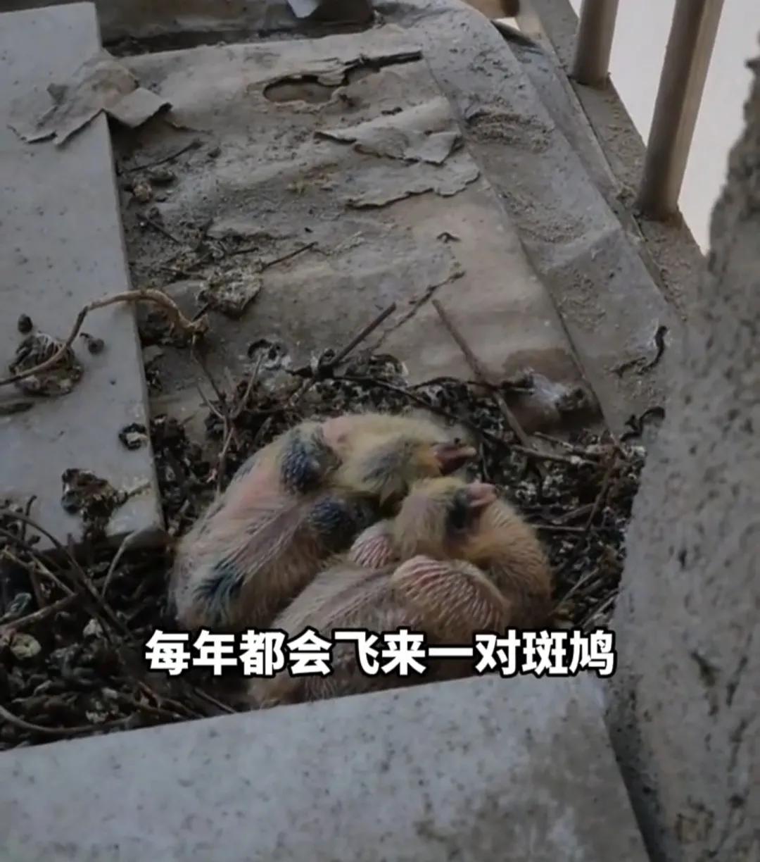 斑鸠在家里搭窝好不好（斑鸠在家里做窝预示什么）