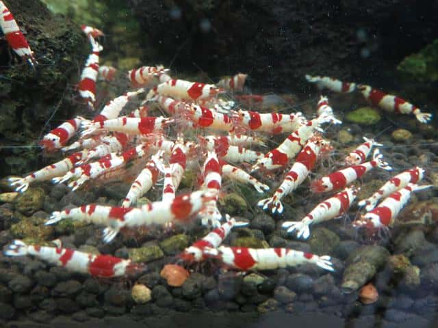 水晶虾养殖技巧（水晶虾的养殖方法和难度）