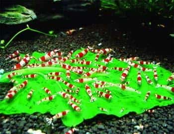 水晶虾养殖技巧（水晶虾的养殖方法和难度）