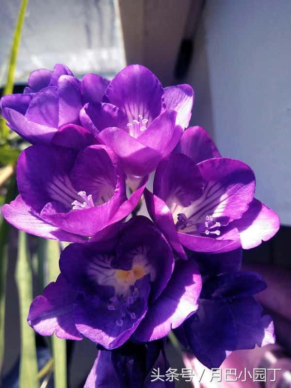 香雪兰的养殖方法和注意事项北方（香雪兰的养殖方法和注意事项）