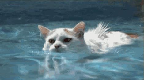 哪些动物不怕水(什么动物最怕水)