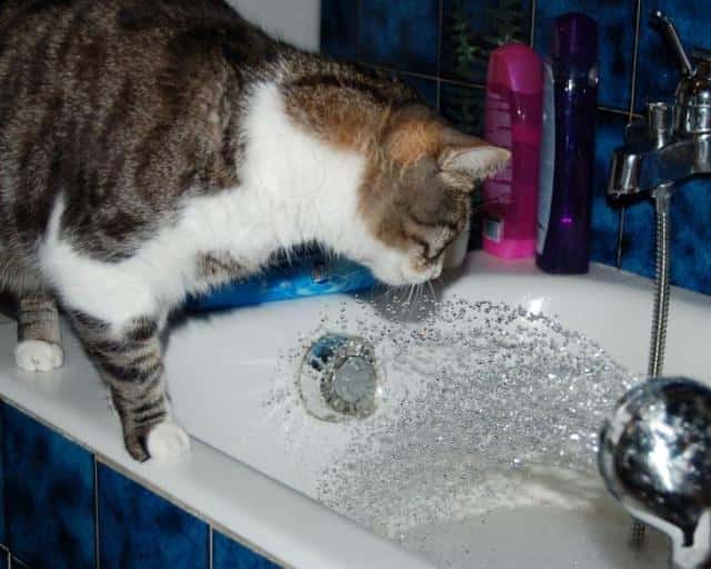 哪些动物不怕水(什么动物最怕水)