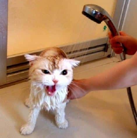 哪些动物不怕水(什么动物最怕水)