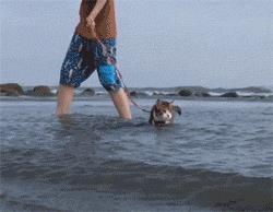 哪些动物不怕水(什么动物最怕水)