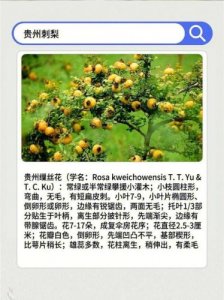 ​刺梨的功效与作用泡水喝的功效，刺梨的功效与作用 泡酒