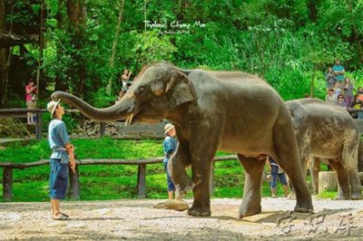 ​大象的克星是什么动物