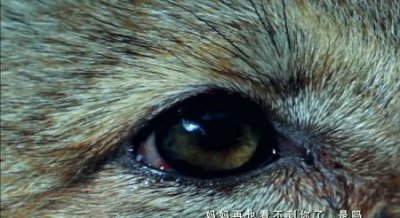 ​独狼大结局谁活着