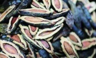 ​槟榔的主要功效和食用方法 嚼槟榔出现四个异常最好去检查