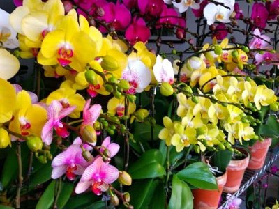 ​蝴蝶兰花剑可以喷水吗（蝴蝶兰水浇多了怎么办）