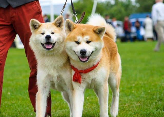 秋田犬为啥禁养（16个不能养秋田犬的理由）