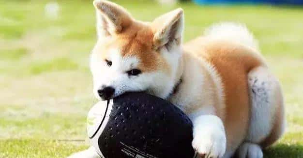 秋田犬为啥禁养（16个不能养秋田犬的理由）