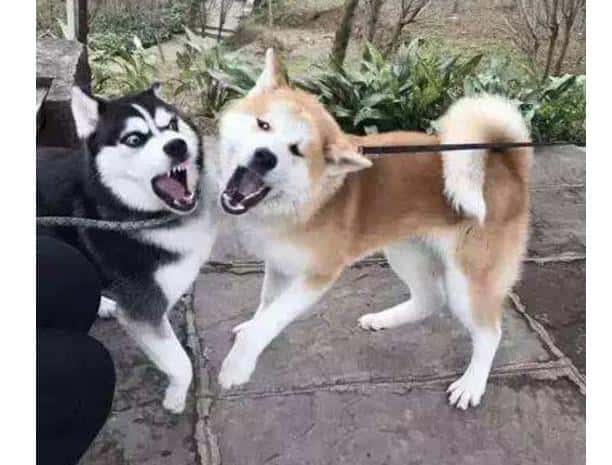 秋田犬为啥禁养（16个不能养秋田犬的理由）