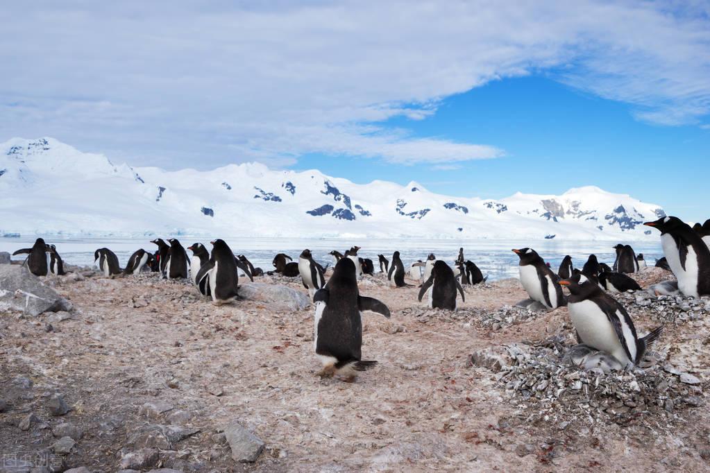 北极熊生活在哪里(北极熊生活在南极吗)