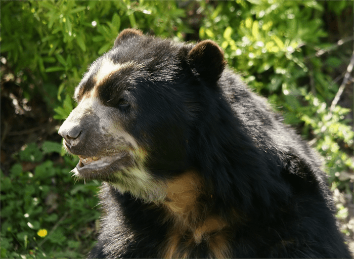 北极熊生活在哪里(北极熊生活在南极吗)