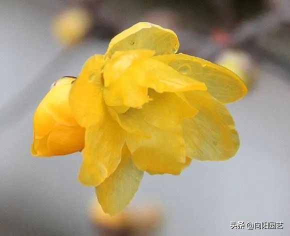 腊梅花的其他特点(腊梅花的特点)