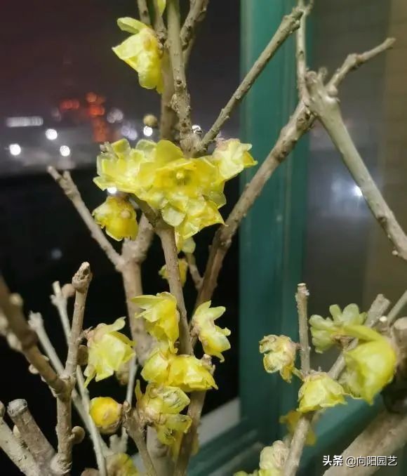 腊梅花的其他特点(腊梅花的特点)