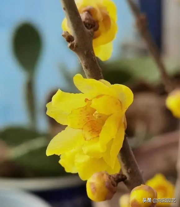 腊梅花的其他特点(腊梅花的特点)