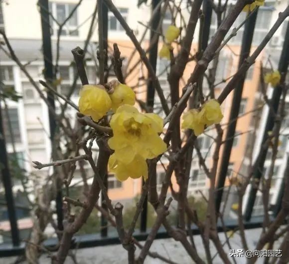 腊梅花的其他特点(腊梅花的特点)