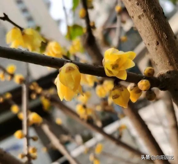 腊梅花的其他特点(腊梅花的特点)
