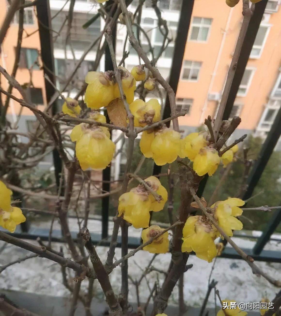 腊梅花的其他特点(腊梅花的特点)