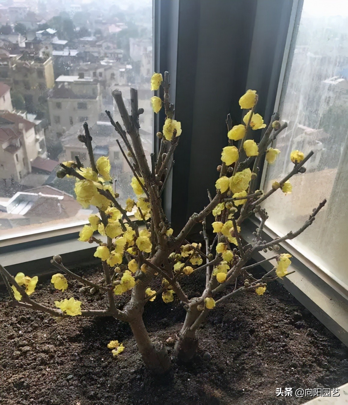 腊梅花的其他特点(腊梅花的特点)