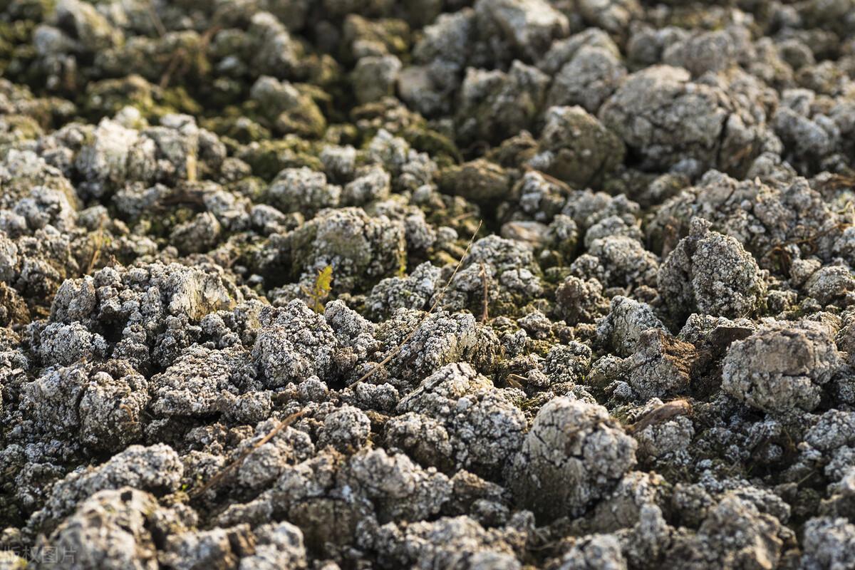 土地盐碱化怎么形成的(土地盐碱化严重的地区)