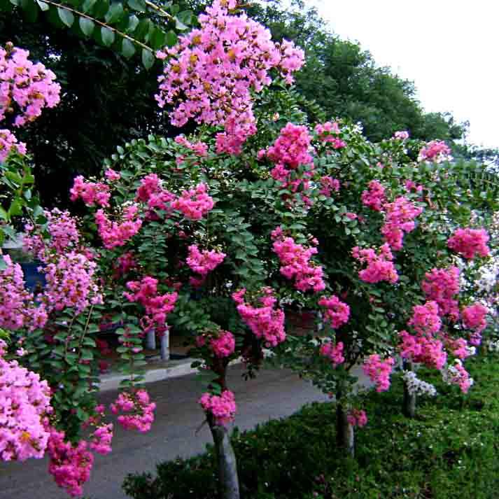 夏天有什么树(夏天有什么树长得非常茂盛)