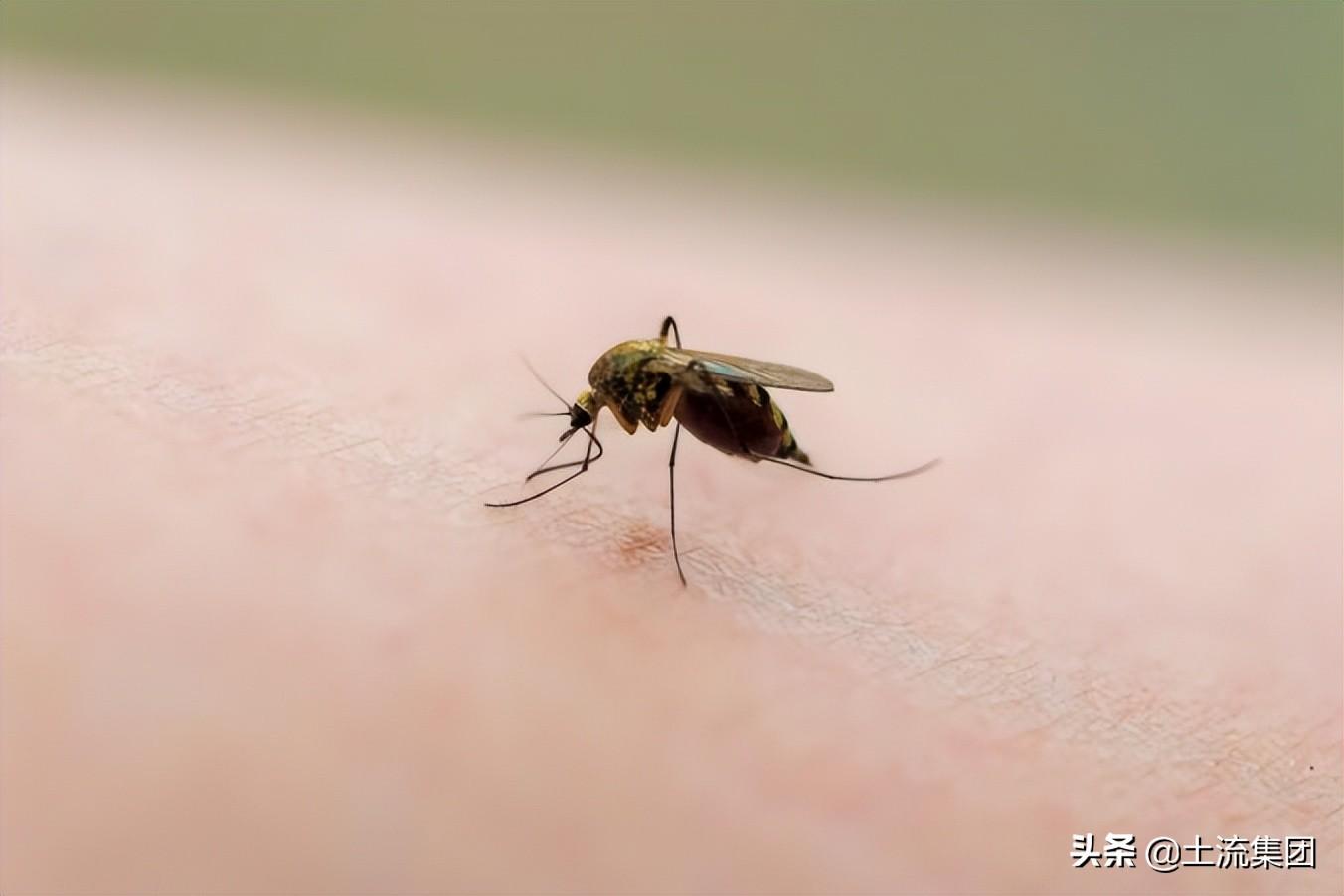蚊子怕光吗((蚊子最怕什么)