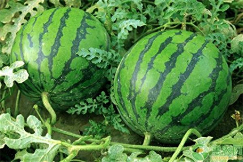 无籽西瓜的培育原理(无籽西瓜的利与弊)