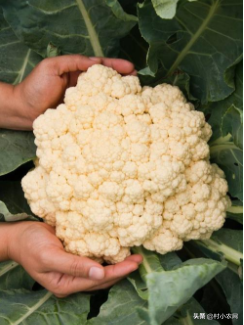 西兰花和花椰菜一样吗(西兰花和花椰菜的区别)