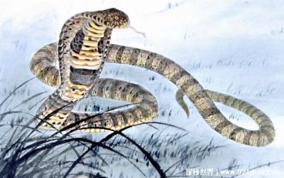 ​属蛇的运势怎么样？ 怎么才能化解