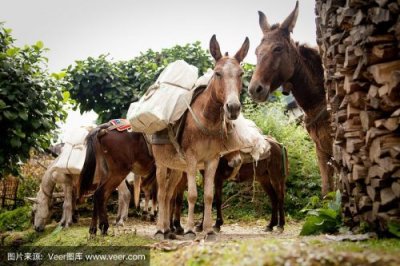 ​骡子和货物 怎么完成？骡子和货物 任务有哪些