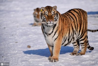 ​什么老虎最厉害(最厉害的老虎是什么品种)