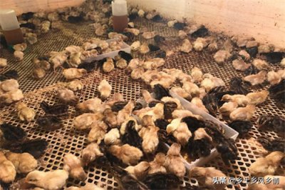 ​芦丁鸡为什么不建议养(芦丁鸡会传给人寄生虫吗)