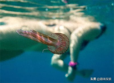 ​水母的寿命(水母的介绍和特点)