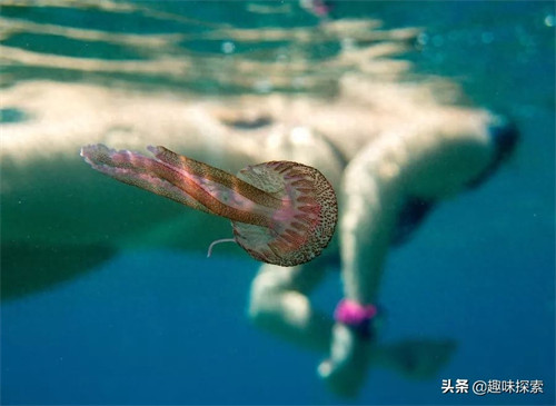 水母的寿命(水母的介绍和特点)