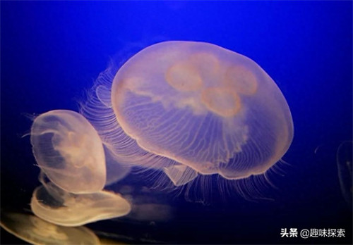 水母的寿命(水母的介绍和特点)