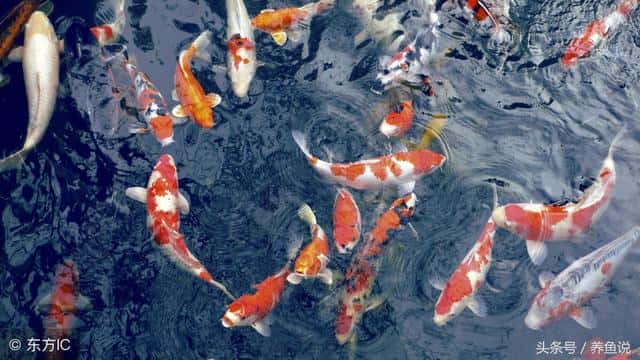 养几条锦鲤有什么寓意（锦鲤的寓意是什么含义）