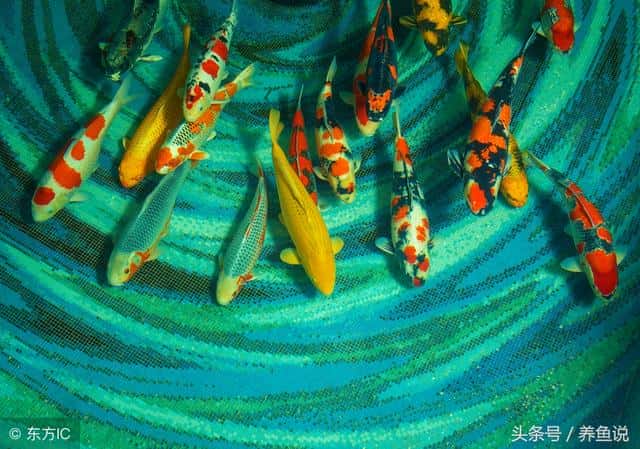 养几条锦鲤有什么寓意（锦鲤的寓意是什么含义）