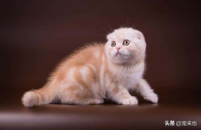 小奶猫多大开始认主人_养猫指南(小猫养多久才认主人)